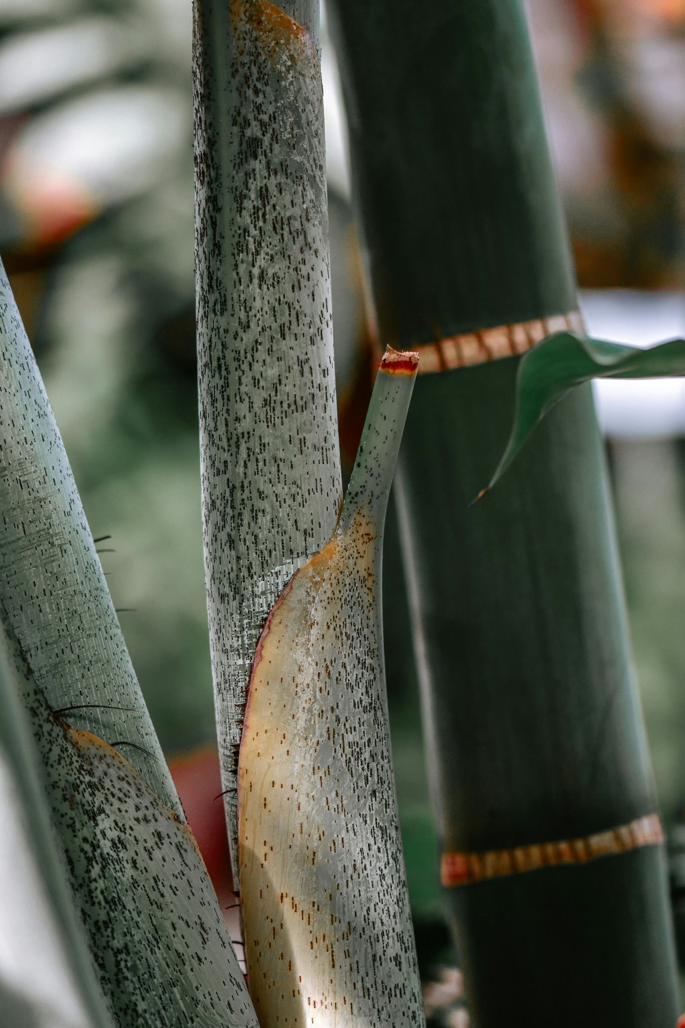 Bamboo culm close-up showing node detail